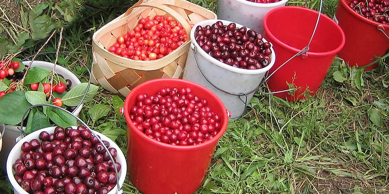 Buckets of fresh picked cherries - organic plant material used in holistic facials